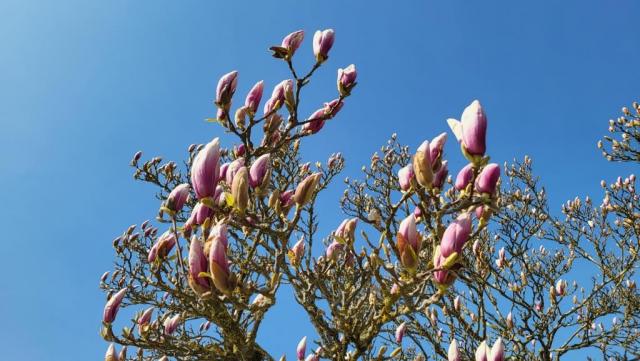 ein solcher Magnolienbaum schmückt auch unseren Gartensitzplatz und lässt ihn im Frühling erblühen