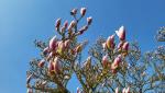ein solcher Magnolienbaum schmückt auch unseren Gartensitzplatz und lässt ihn im Frühling erblühen