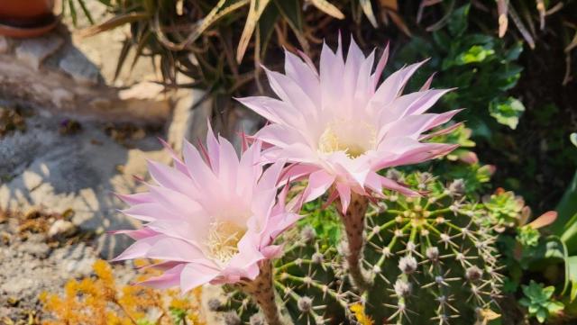 20260427_170937.jpg