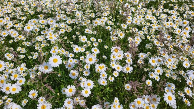 es ist Frühling und überall blühen die Blumen