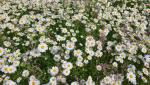 es ist Frühling und überall blühen die Blumen