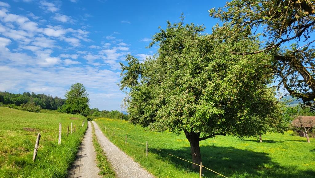 auf dieser Etappe entfernen wir uns immer wieder vom Untersee und steigen hinauf in höhere Lagen