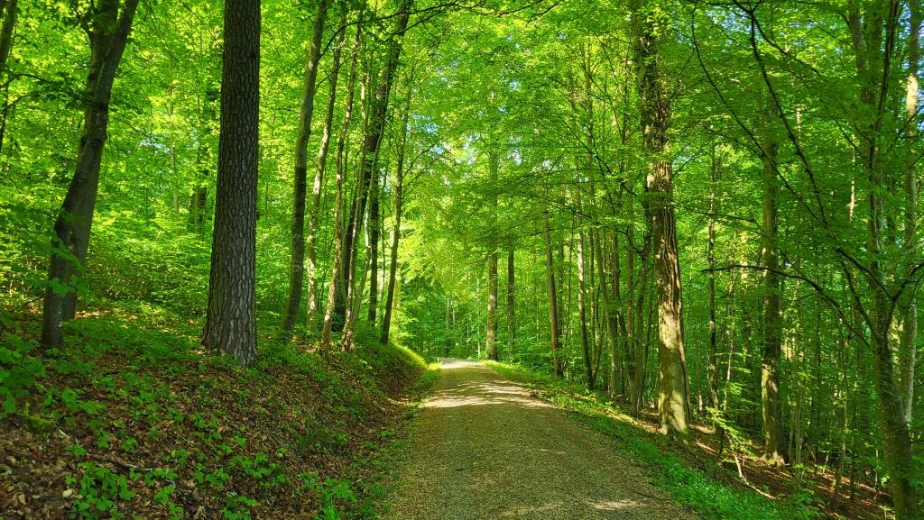 die Via Rhenana zieht durch den ruhigen Hardwald...