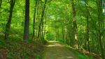 die Via Rhenana zieht durch den ruhigen Hardwald...