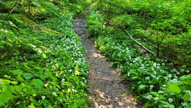 der Waldweg führt durch ein Meer von Bärlauch, das sich links und rechts ausbreitet