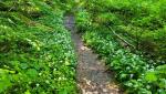 der Waldweg führt durch ein Meer von Bärlauch, das sich links und rechts ausbreitet