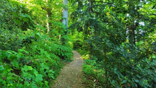 immer wieder führt uns der Weg durch den dichten Wald und über schmale Tobel hinweg