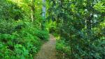 immer wieder führt uns der Weg durch den dichten Wald und über schmale Tobel hinweg