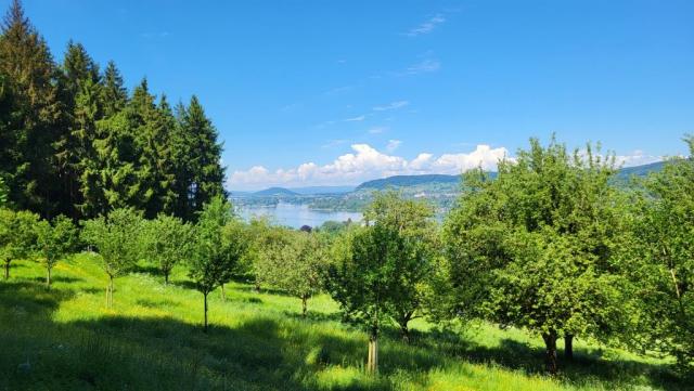 die Obstbäume der Region haben ihre Blütezeit schon abgeschlossen und tragen nun frisches Grün