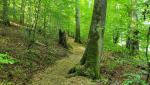 kurz vor Mammern folgen wir einem schönen Waldweg, der sich sanft durch den Wald zieht