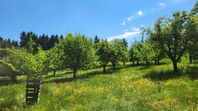 ein Stück oberhalb von Mammern zieht die Via Rhenana an den Obstplantagen vorbei...
