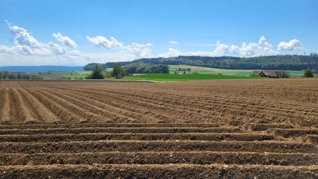der Weg zieht danach an ausgedehnten Spargelfeldern entlang weiter