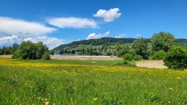 wir lassen Eschenz hinter uns und blicken beim Weiterlaufen hinauf zur Burg Hohenklingen