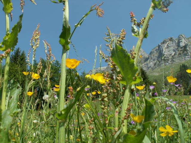 Blumenwiese