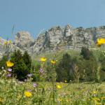 Blumenwiese. Im Hintergrund der Tristencholben