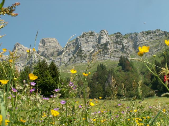 Blumenwiese. Im Hintergrund der Tristencholben