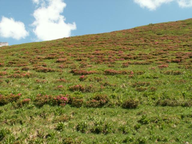 lauter Alpenrosen