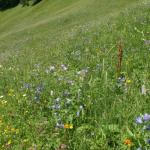 super schöne Blumenwiese