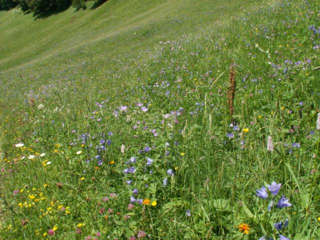 super schöne Blumenwiese