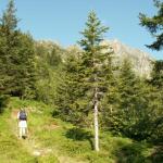 Wald bei Twärren