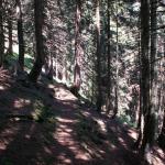 Näntriger Wald