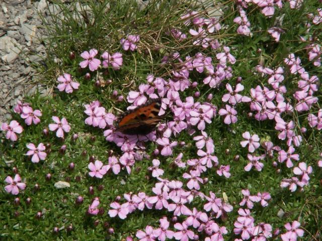 Schmetterling