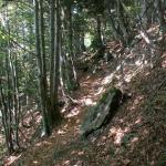 im Bogliwald Richtung Kröntenhütte