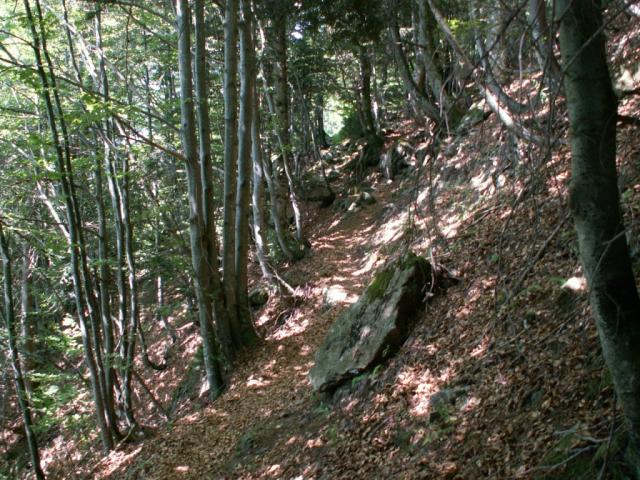 im Bogliwald Richtung Kröntenhütte