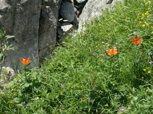 Blumen am Wegrand