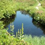 Moorlandschaft beim Fulensee