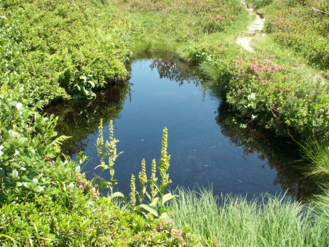 Moorlandschaft beim Fulensee