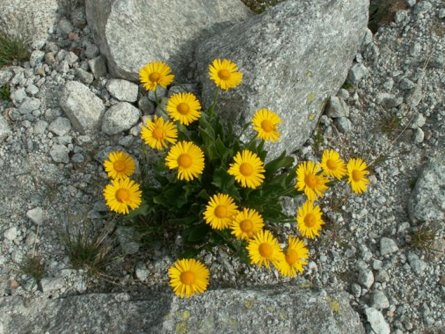 Blumen auf so steinigem Boden!