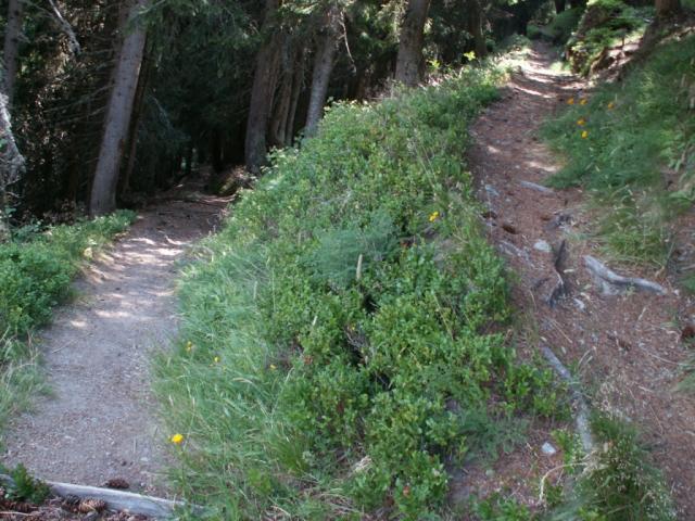 schöner Waldweg