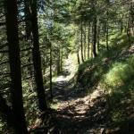 Wald kurz vor Chilchenbergen