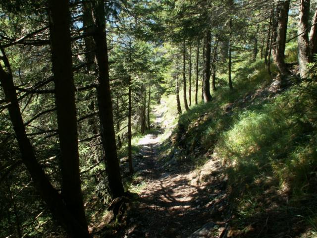 Wald kurz vor Chilchenbergen