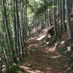 Wald Richtung ober Schwandi