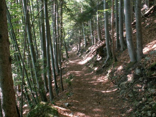 Wald Richtung ober Schwandi