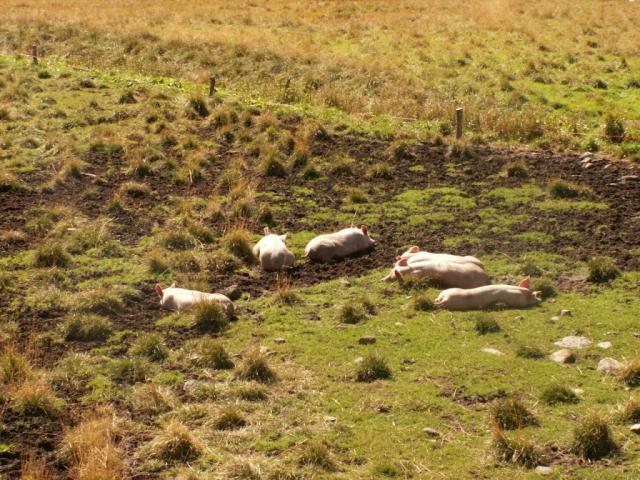 glückliche Schweine