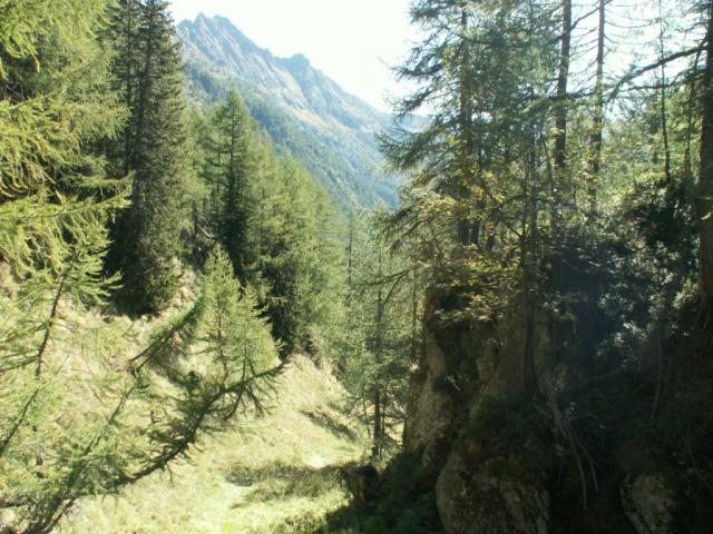 durch wunderschöne Lärchenwälder