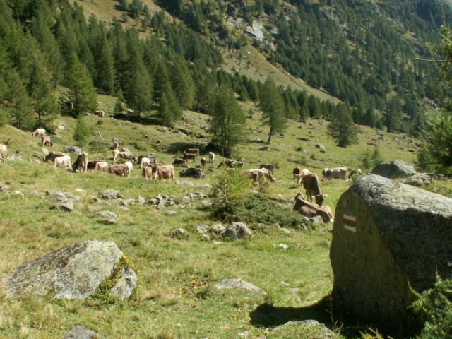 Campo di Sotto