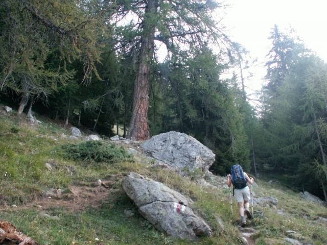 über Wälder und Wiesen