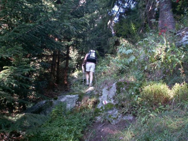 im Wald aufwärts