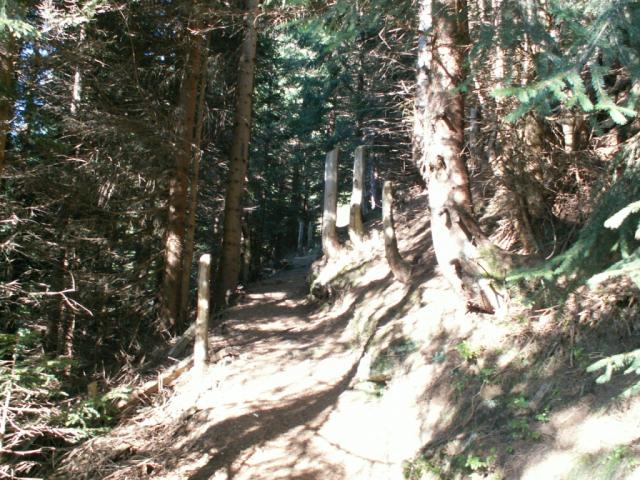 alles aufwärts durch den Wald oberhalb Göschenen