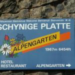 Alpengarten Schynige Platte