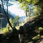 Wald oberhalb von Göschenen