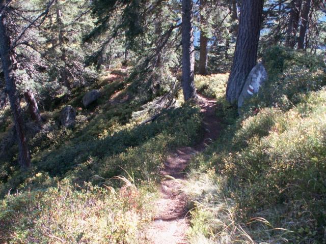 sehr schöner Wald