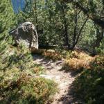 ohne Wald währe dieser Felsen im Tal