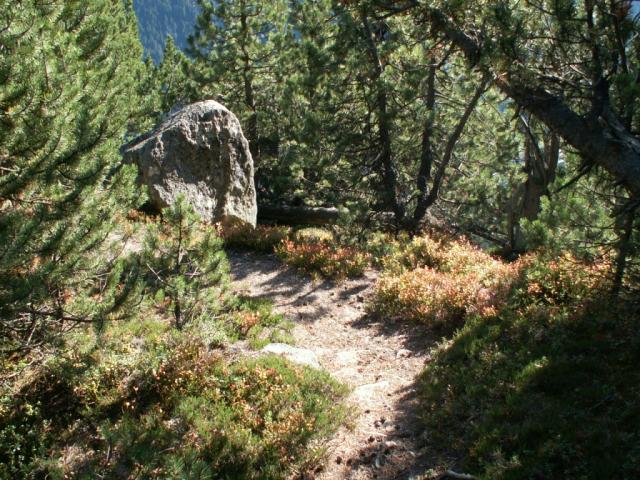 ohne Wald währe dieser Felsen im Tal
