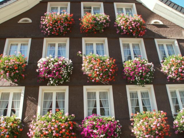 so schöne Geranien, Haus in Wassen