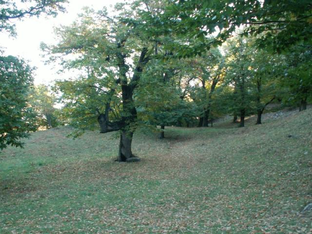 Kastanienhain von Induno